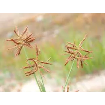 Cyperus Rotundus